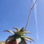 Aloe maculata Цветок
