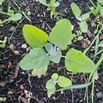 Chenopodium albumLeaf