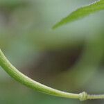 Cleome rutidosperma Frucht