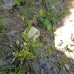 Cerastium dubium Plod