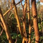 Sorbaria sorbifolia Bark