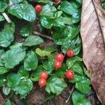 Mitchella repens Fruit