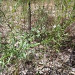 Mecardonia acuminata Habit
