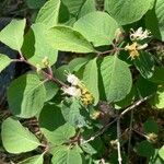 Lonicera xylosteumFlower