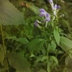 Scutellaria ovata Habit