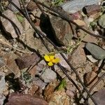 Eschscholzia glyptosperma ᱛᱟᱦᱮᱸ