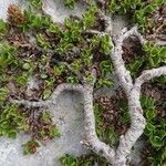 Salix serpillifolia Bark