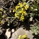 Alyssum montanumŽiedas