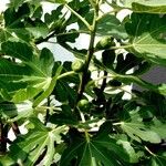 Ficus carica Агульны выгляд