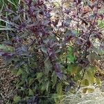 Ageratina altissima Folha