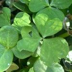 Oxalis debilis Hoja