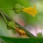 Besleria lutea 花