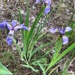 Iris versicolor ഇല