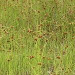 Cyperus polystachyos Leaf