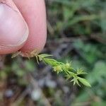 Lysimachia linum-stellatum Vaisius