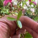 Quercus fusiformis Leaf