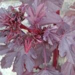 Hibiscus acetosella Blatt