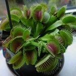 Dionaea muscipula পাতা