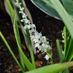 Ophiopogon jaburan Fiore