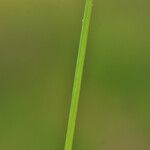 Juncus capitatus Corteza