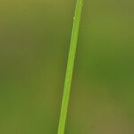 Juncus capitatus Écorce