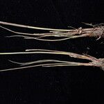 Juncus thomsonii Агульны выгляд