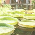 Victoria amazonica Foglia