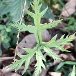Doryopteris concolor Leaf