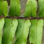 Nephrolepis biserrata Blatt