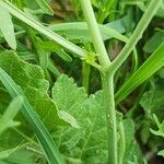 Erucaria hispanica Corteza