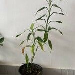 Dracaena braunii Fuelha