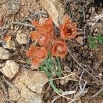 Androsace maxima Likasa