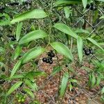 Geitonoplesium cymosum Hoja
