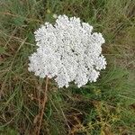 Daucus carotaFlower