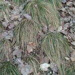Festuca flavescens Hoja