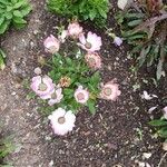 Osteospermum spp. Flors