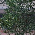 Juniperus chinensis List