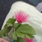 Calliandra tergemina Кветка