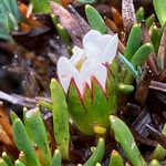 Werneria pygmaea Floare