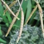 Diplotaxis erucoides Fruit