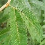 Calliandra selloi Blatt