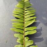 Nephrolepis cordifolia Blatt