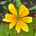 Rudbeckia laciniata 花