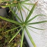 Cyperus alternifolius Folha