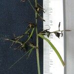 Scleria secans Други