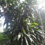 Dracaena fragrans موطن