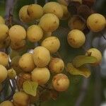 Cupaniopsis anacardioides 果