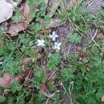 Houstonia micrantha Цвят