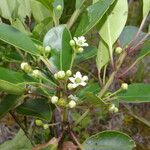 Ilex costaricensis موطن