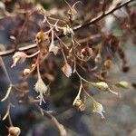 Heuchera micrantha Fruto